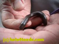 /home//u458753944/public_html/sourcegallery/////////////////////Insects and small critters/millipedes and centipedes/DSCN1187.JPG